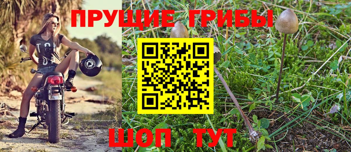 Галлюциногенные грибы Psilocybe  наркота  Боровичи  Галлюциногенные грибы Psilocybe 